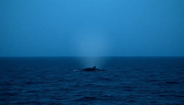 Migración ballenas jorobadas